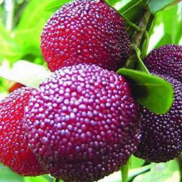 Thanh mai đỏ – siêu trái cây mới của Úc