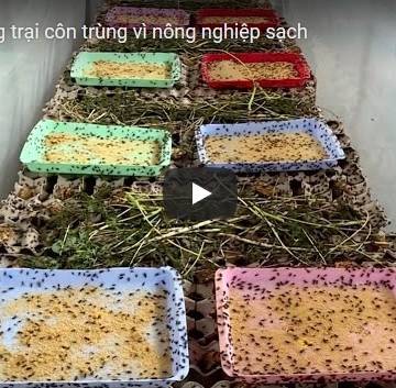 [Video] Trang trại côn trùng ở Cái Răng – Cần Thơ