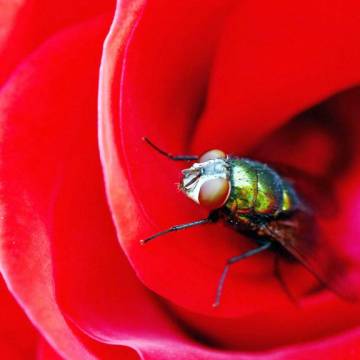 Các công ty Nhật khởi nghiệp từ siêu ruồi, nhện và sâu bướm