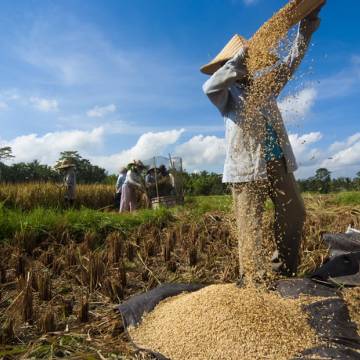 Khởi xướng phong trào giảm tiêu thụ gạo