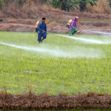 Mỹ có thể siết chặt thương mại với Thái Lan vì lệnh cấm thuốc trừ cỏ