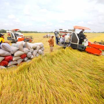 Xuất khẩu gạo: làm sao để doanh nghiệp và nông dân cùng hưởng lợi?
