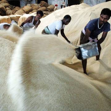 Giá gạo Ấn Độ tăng cao sau khi khôi phục hoạt động xuất khẩu
