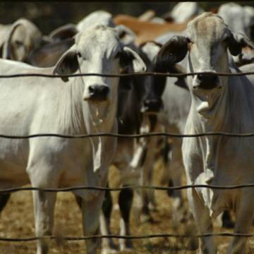 Trung Quốc ngưng nhập thịt bò để trả đũa Úc?
