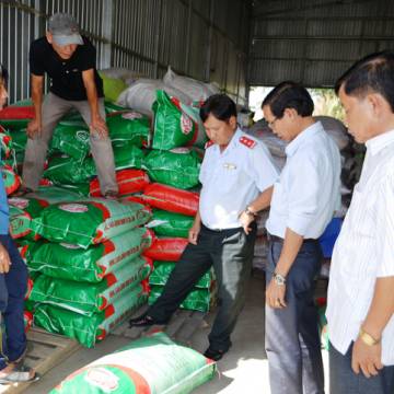 Phát hiện hơn 4 tấn lúa giống nhái thương hiệu ST24