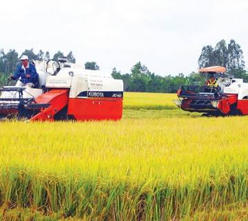 Cơ hội với hạt gạo Việt Nam