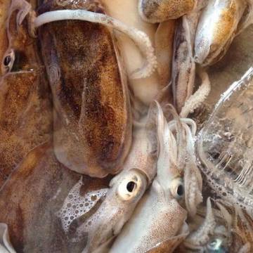 Hàn Quốc tăng mua trở lại mực, bạch tuộc từ Việt Nam