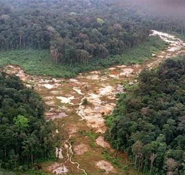 Thế giới bị mất 100 triệu hécta rừng trong 2 thập kỷ vừa qua