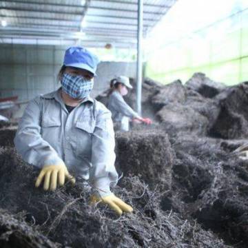 1.000 tấn thạch đen đầu tiên bán chính ngạch sang Trung Quốc