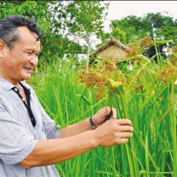Ông Tư Việt Lúa Mùa – người nhặt từng hạt tấm