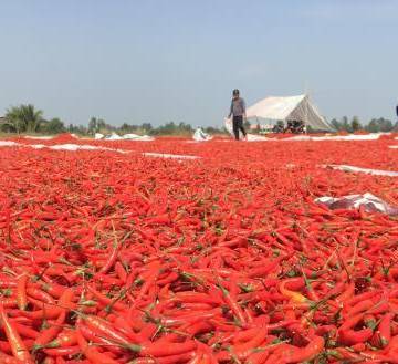 Thông tin Trung Quốc cấm nhập khẩu ớt từ Việt Nam là không chính xác