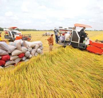 ĐBSCL: Giá lúa, gạo đồng loạt tăng sau một tuần chững lại