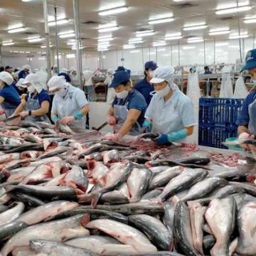 Xuất khẩu cá tra, cua ghẹ, mực, bạch tuộc sang Trung Quốc tăng mạnh