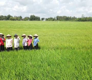 Hạt gạo vượt qua sóng gió, tiếp tục là trụ đỡ của nông nghiệp