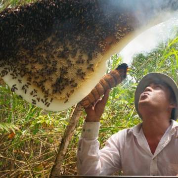 Về U Minh, thưởng thức mắm ong non