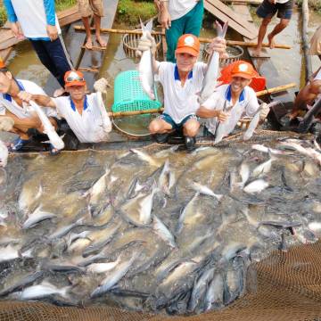 4 doanh nghiệp xuất khẩu cá tra được hưởng thuế chống bán phá giá 0%