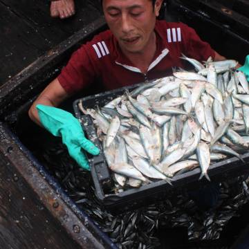 Thái Lan tăng mạnh nhập khẩu cá trích đóng hộp Việt Nam