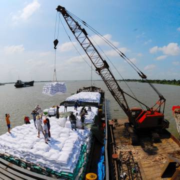 Ấn Độ hạn chế xuất khẩu, gạo Việt tăng giá