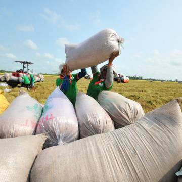 Giá gạo thế giới tiếp tục tăng, xuất khẩu gạo Việt có thể vượt kế hoạch
