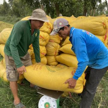 Giá gạo xuất khẩu vượt 610 USD/tấn, giá lúa ‘mở mắt ra là tăng’