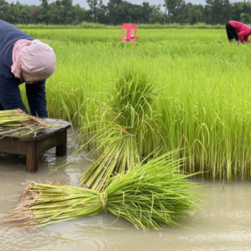 Lo El Niño kéo dài đến 2025, Thái Lan khuyến khích người dân giảm trồng lúa