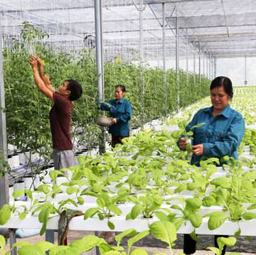 5 thách thức lớn cho doanh nghiệp nông nghiệp Việt Nam