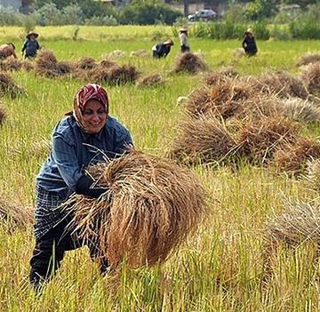 Nông dân Ấn Độ trở về với giống lúa truyền thống để ‘chống suy kiệt đất’