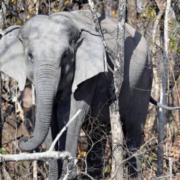 WWF khởi động sáng kiến mới về voi châu Á