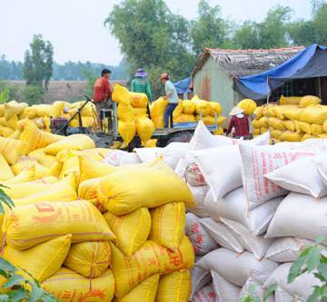 Thủ tướng: Xử lý nghiêm các trường hợp trục lợi, đẩy giá lúa gạo lên cao
