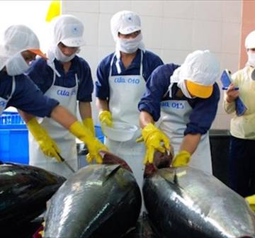 Xuất khẩu cá ngừ ‘thấp thỏm’ trước xung đột tại Trung Đông