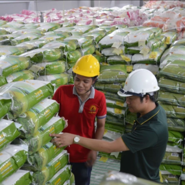 Giá gạo sẽ tiếp tục tăng cao trong năm 2024