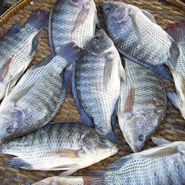 Thị trường 24/7: Brazil dừng nhập khẩu cá rô phi Việt Nam; Người mua vàng ngày vía Thần Tài lỗ nặng